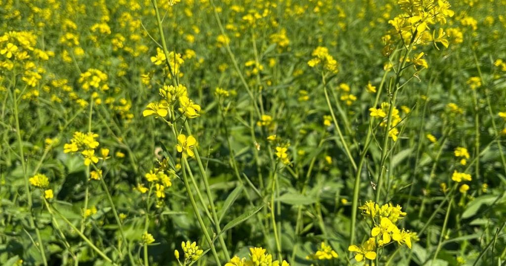 Mustard oil for hair and scalp