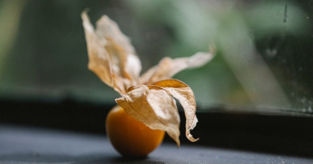 Amla gooseberry used in hair oil