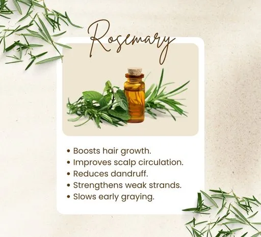 Rosemary oil for hair